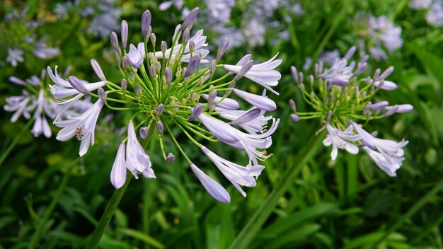 Foto close-up di piante a fiori bianchi sul campo