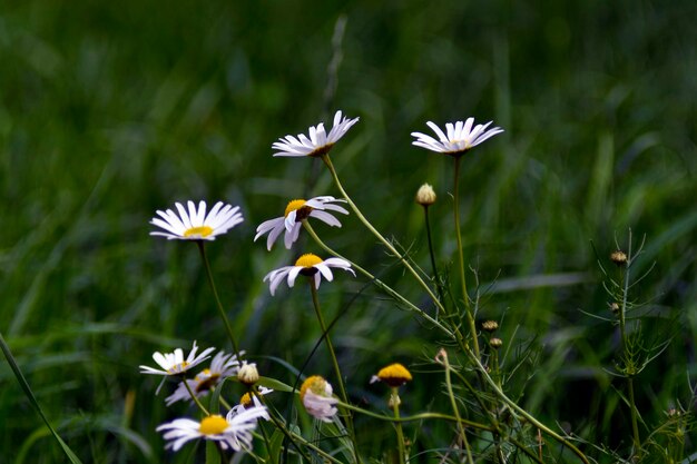 Close-up of white flowering plants on field