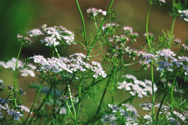 Close-up of white flowering plants on field