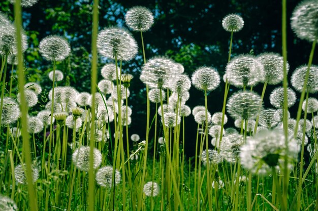 Close-up of white flowering plants on field