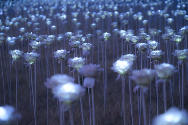 Close-up of white flowering plants on field