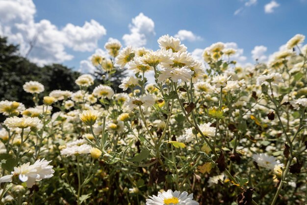 畑の白い花の植物のクローズアップ