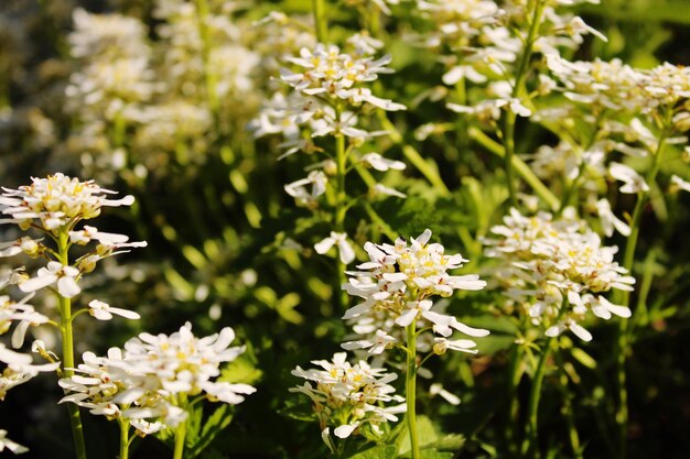 Photo close-up of white flowering plants on field