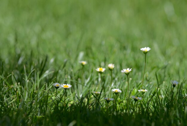 Close-up of white flowering plants on field