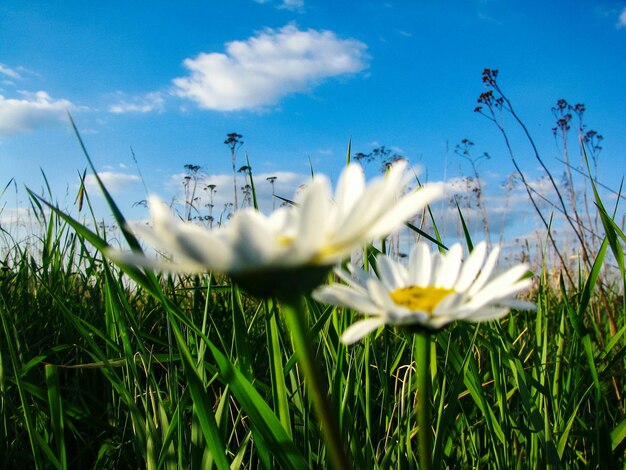 Close-up of white flowering plants on field