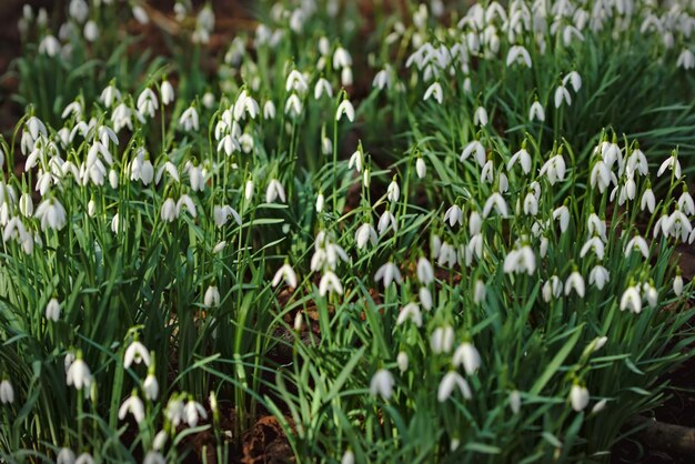 Close-up of white flowering plants on field