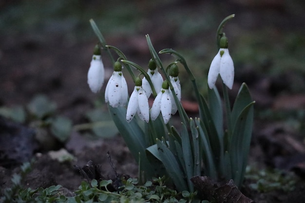 Close-up of white flowering plants on land