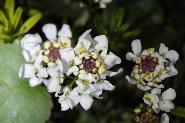 Photo close-up of white flowering plants in park