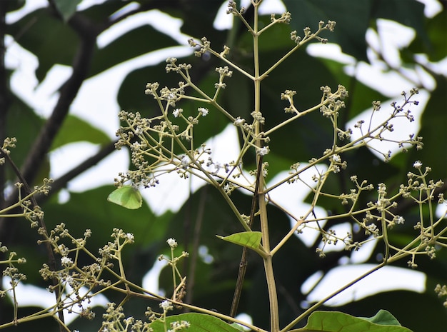 Photo close-up of white flowering plants on tree