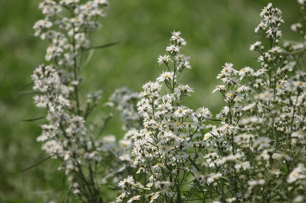 Photo close-up of white flowering plants