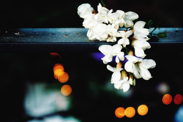 Photo close-up of white flowering plants