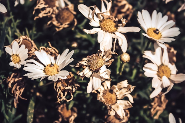 Photo close-up of white flowering plants