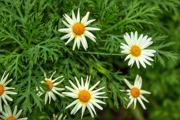 Foto close-up di piante a fiori bianchi