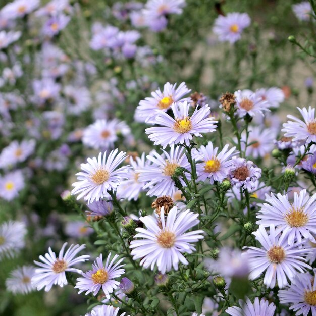 Foto close-up di piante a fiori bianchi