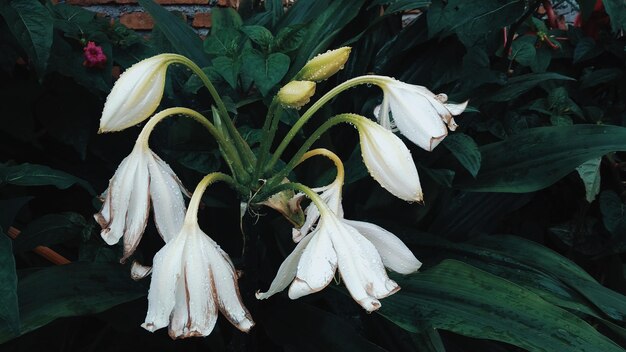 Close-up of white flowering plants