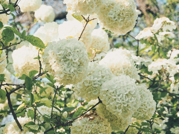 Photo close-up of white flowering plants