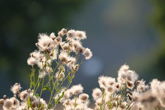 白い花の植物のクローズアップ