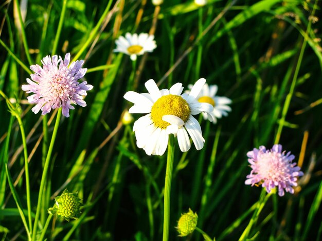 Close-up of white flowering plants