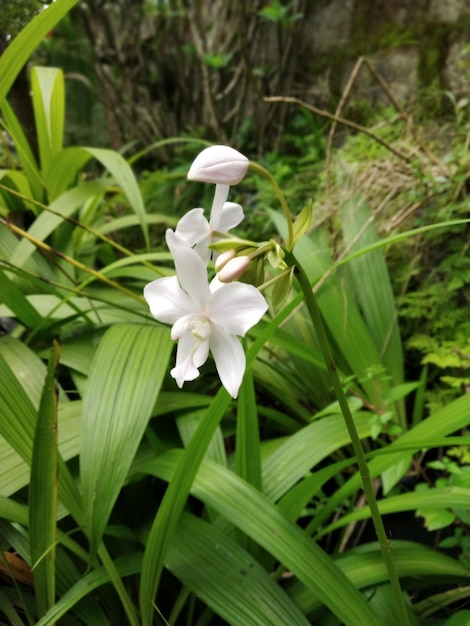 Close-up of white flowering plants