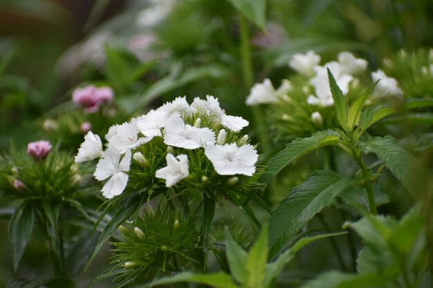 Close-up of white flowering plants