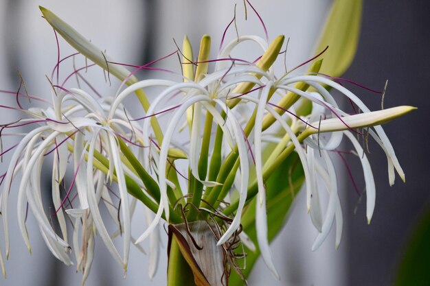 Photo close-up of white flowering plants