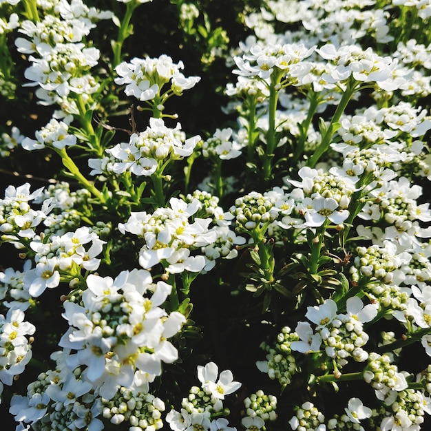 Foto close-up di piante a fiori bianchi