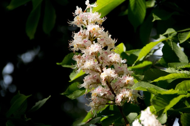 Photo close-up of white flowering plants