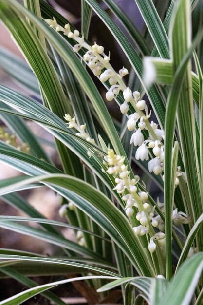 Close-up of white flowering plants