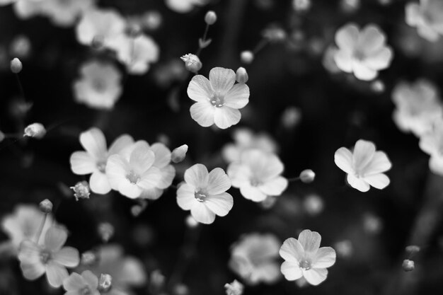 Close-up of white flowering plants