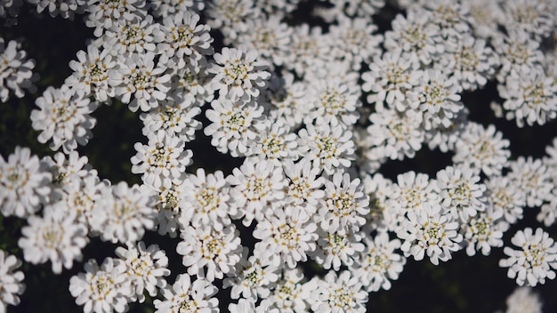 Photo close-up of white flowering plants