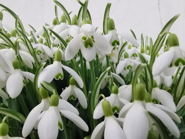 Photo close-up of white flowering plants