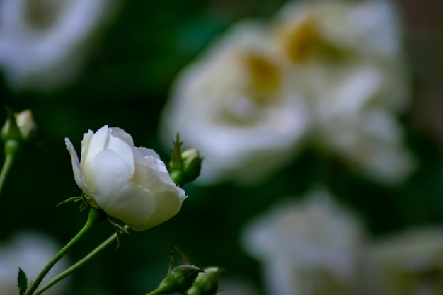白い花の植物のクローズアップ