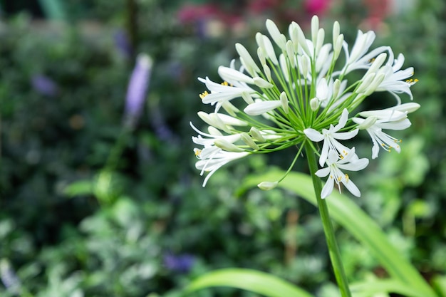Photo close-up of white flowering plants