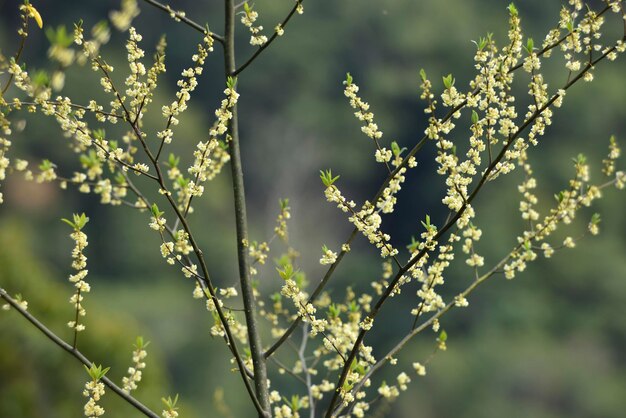 Foto close-up di piante a fiori bianchi