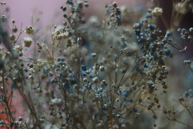 白い花の植物のクローズアップ