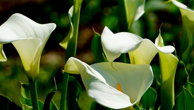 Foto close-up di piante a fiori bianchi