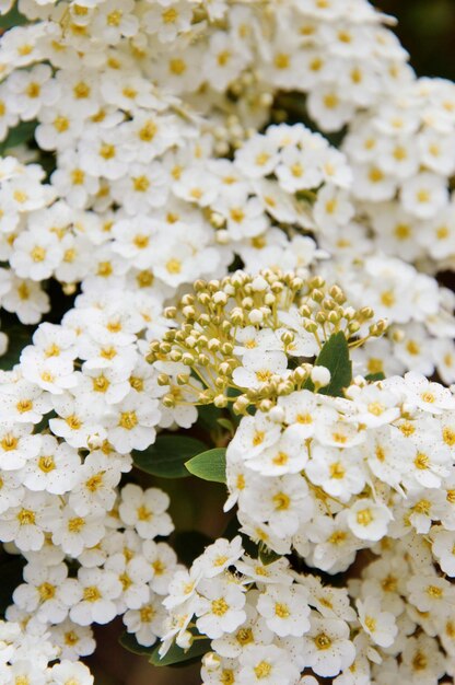 Photo close-up of white flowering plants