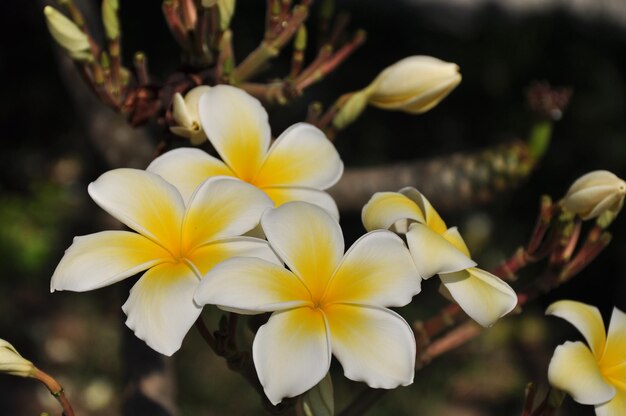 Photo close-up of white flowering plants