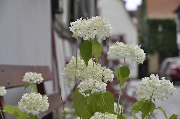 Photo close-up of white flowering plants