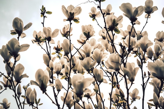 Foto close-up di piante a fiori bianchi