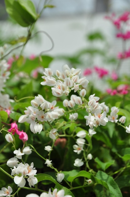 Close-up of white flowering plants