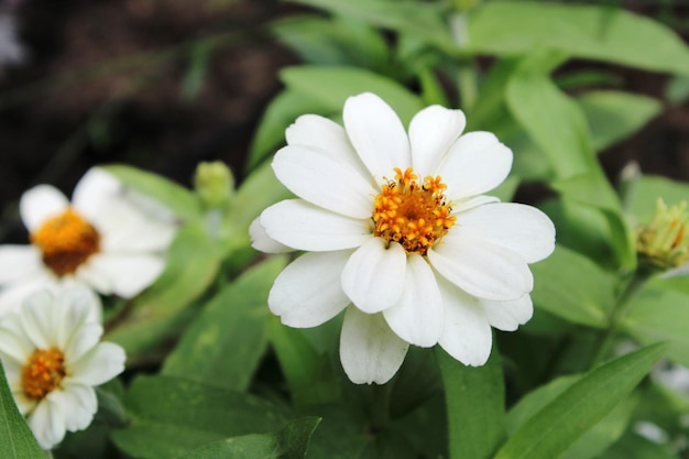 白い花の植物のクローズアップ