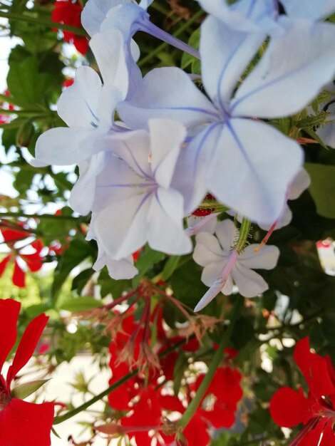 Close-up of white flowering plants