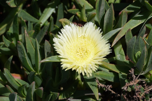 Close-up of white flowering plants