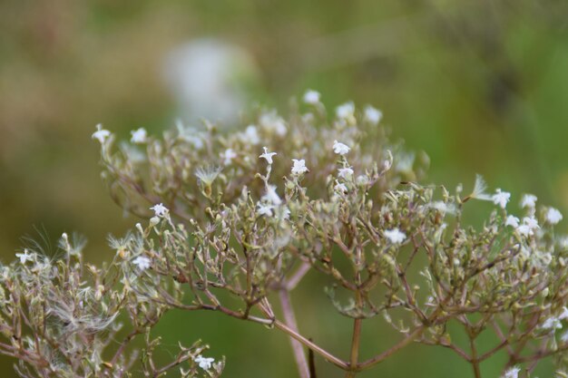 Foto close-up di piante a fiori bianchi
