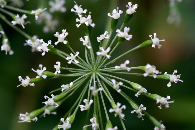 Foto close-up di piante a fiore bianco