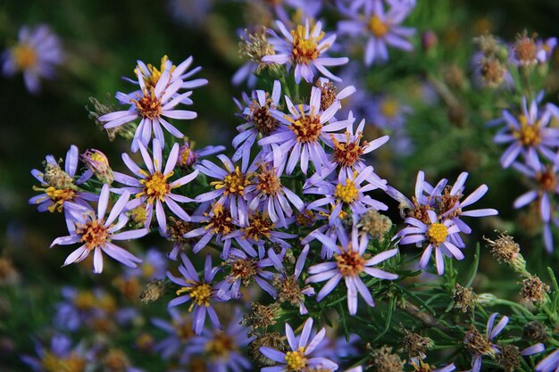 Foto close-up di piante a fiori bianchi