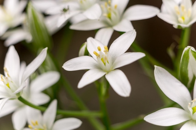 Photo close-up of white flowering plants