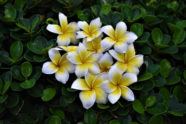 Foto close-up di piante a fiori bianchi