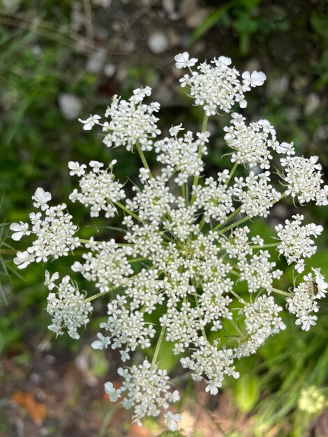 白い花の植物のクローズアップ